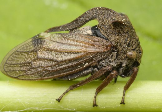 Cicadomorpha · cikadiniai
