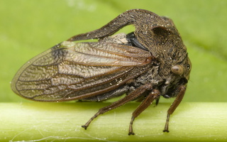 Cicadomorpha · cikados