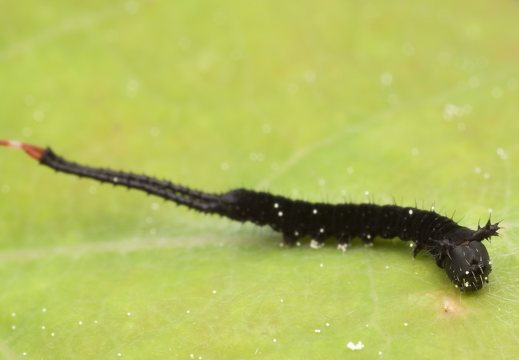 Cerura vinula caterpillar, first instar · didysis dviuodegis, vikšras, pirma stadija