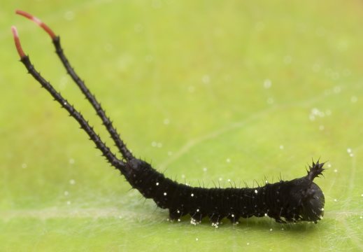 Cerura vinula caterpillar, first instar · didysis dviuodegis, vikšras, pirma stadija