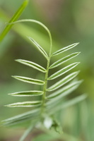 Vicia tenuifolia · smulkialapis vikis