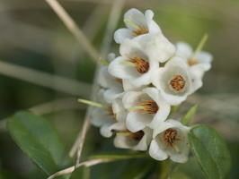 Vaccinium vitis-idaea flowers · bruknė, žiedai