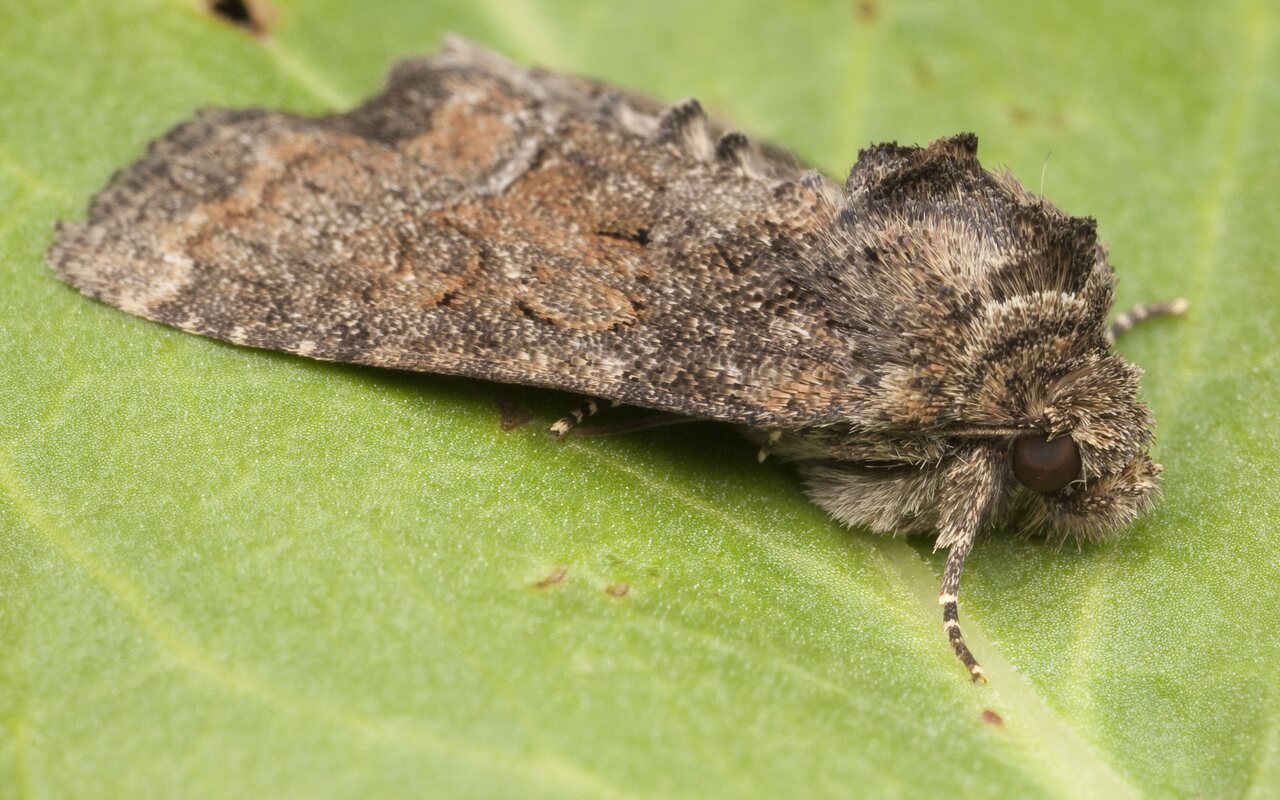 Lepidoptera-0649.jpg