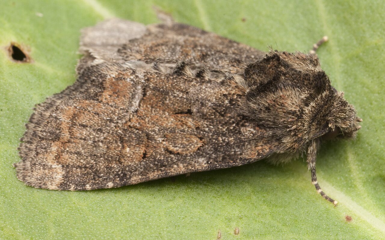 Lepidoptera-0650.jpg