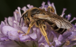 Apidae · bitės