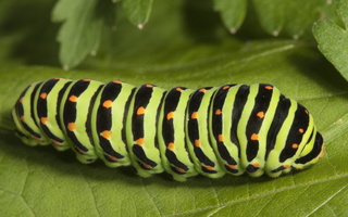 Papilio machaon caterpillar · machaonas, vikšras