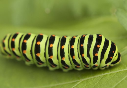 Papilio machaon · machaonas
