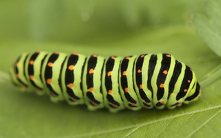 Papilionidae · sklandūnai