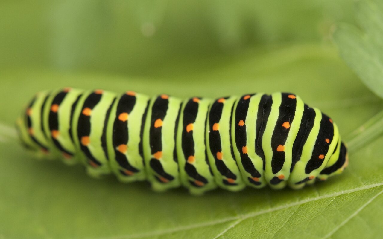 Papilio-machaon-0687.jpg