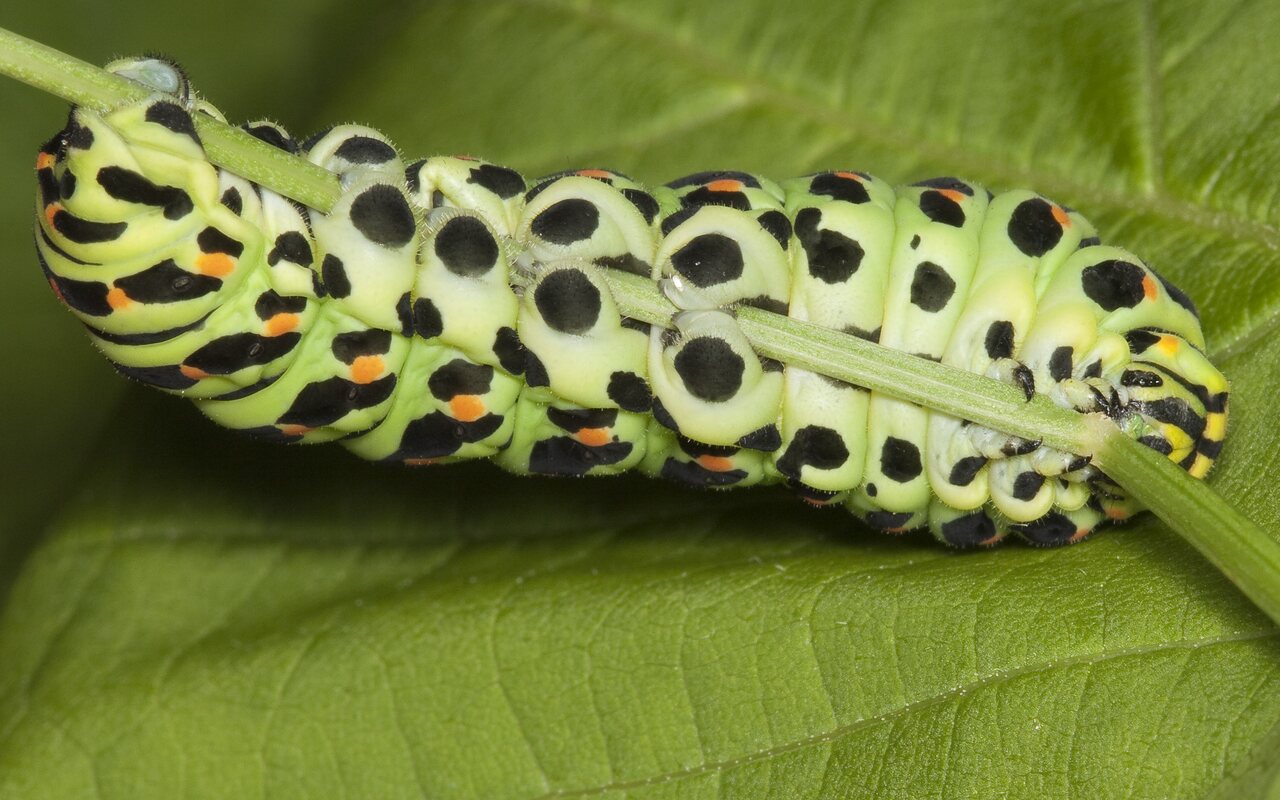 Papilio-machaon-0695.jpg