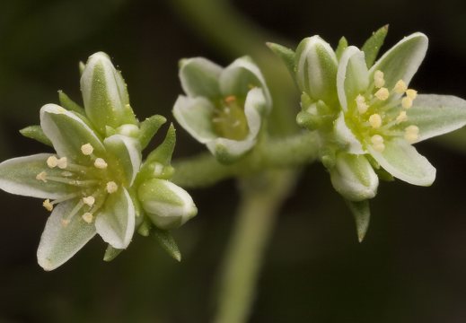 Scleranthus perennis · daugiametė klėstenė