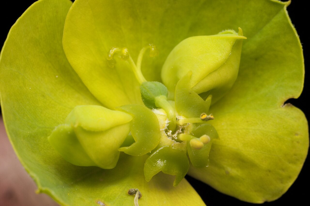 Euphorbia-cyparissias-0761.jpg