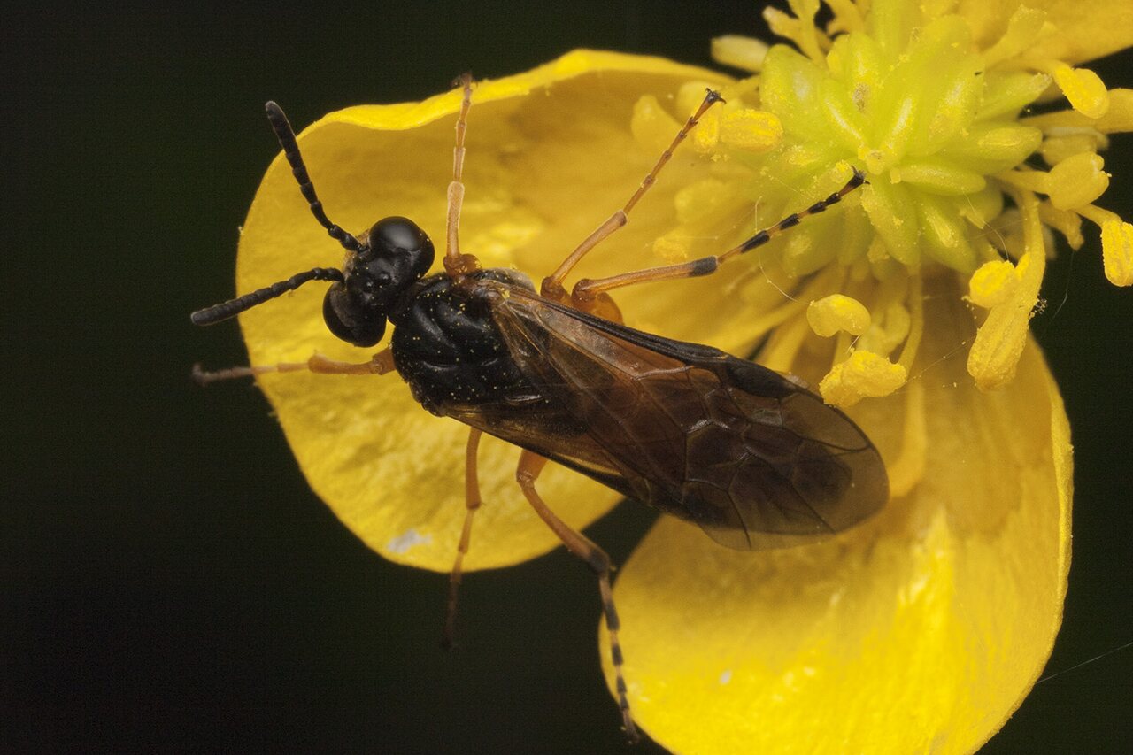 Hymenoptera-0794.jpg