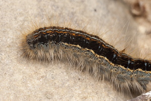 Malacosoma castrensis caterpillar · žolinis verpikas, vikšras