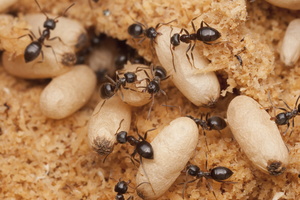 Lasius niger · juodoji sodinė skruzdėlė