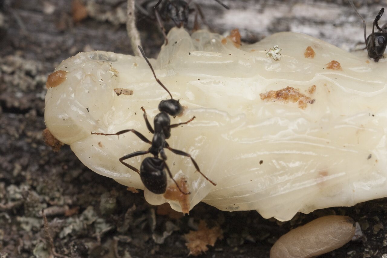 Cerambycidae-pupa-0836.jpg