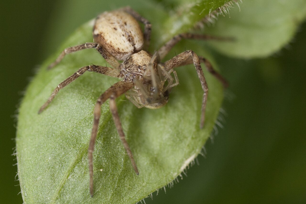 Philodromus cespitum · storakraštis vikrūnas