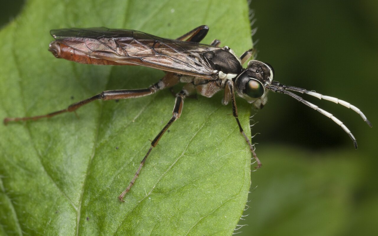 Hymenoptera-0956.jpg