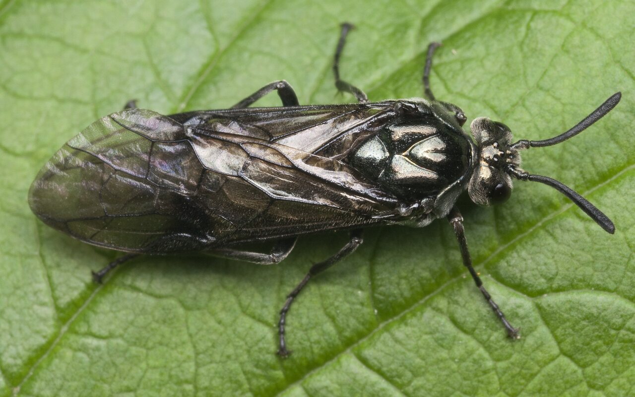 Hymenoptera-0965.jpg
