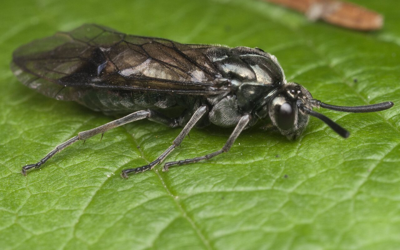 Hymenoptera-0966.jpg