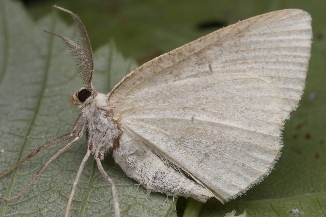Lepidoptera-0986.jpg