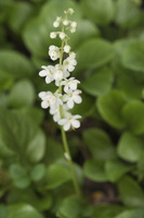 Pyrola rotundifolia · apskritalapė kriaušlapė