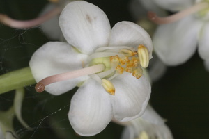 Pyrola rotundifolia flower · apskritalapė kriaušlapė, žiedas