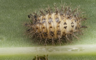 Subcoccinella vigintiquatuorpunctata larva · dvidešimtketurtaškė boružė, lerva