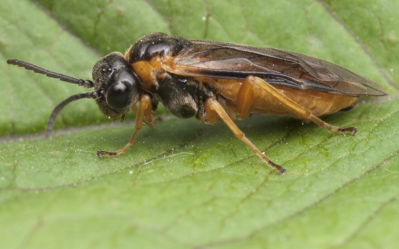 Hymenoptera-1033.jpg