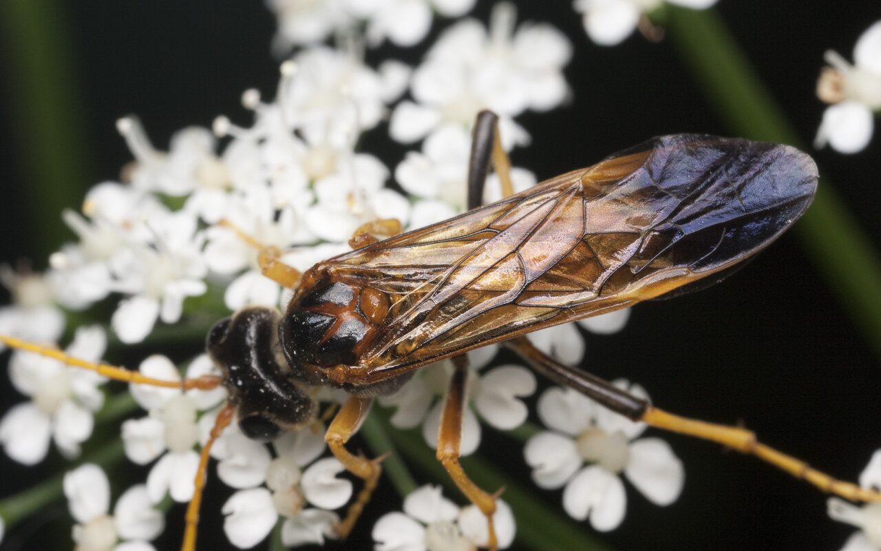 Hymenoptera-1037.jpg