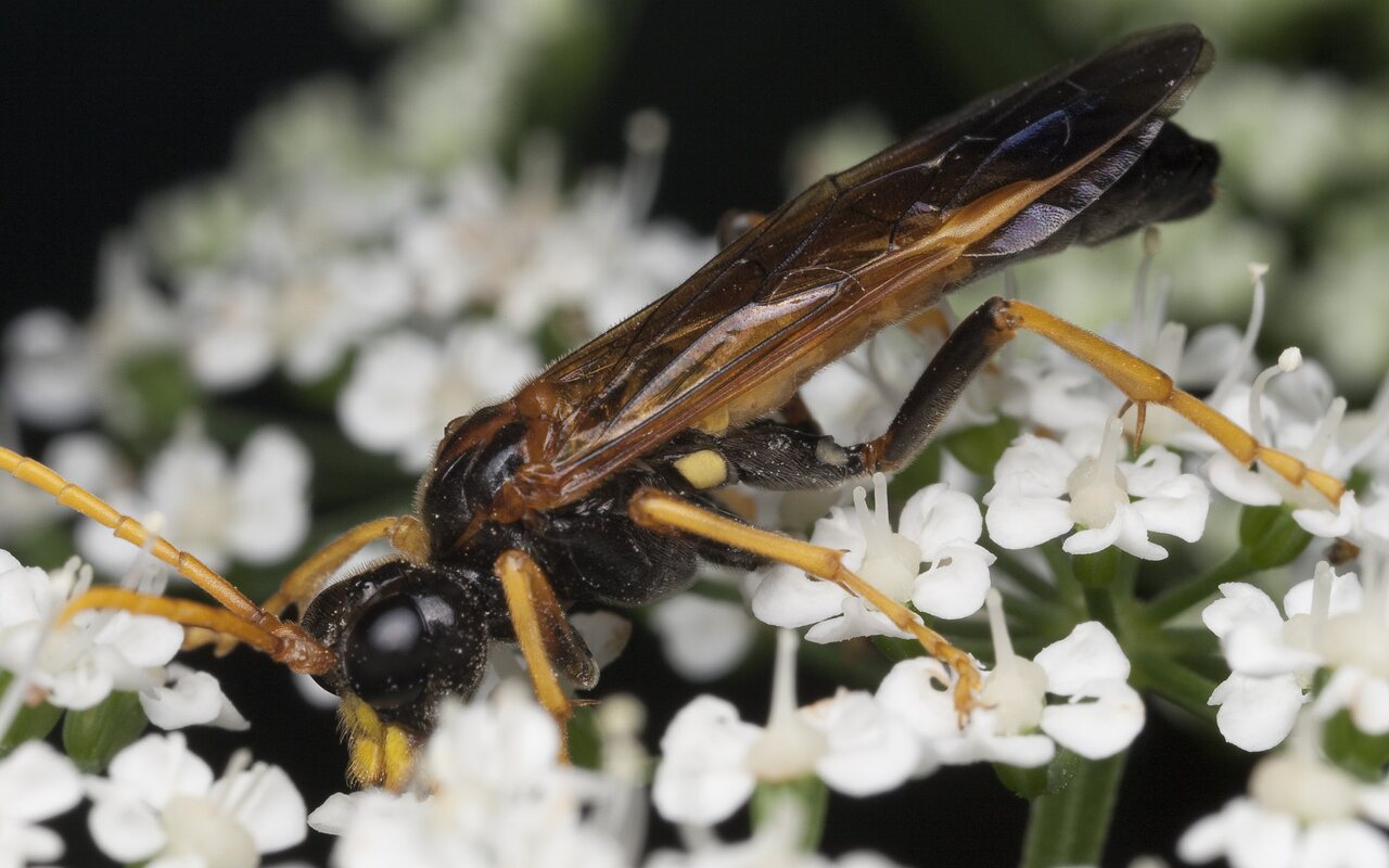 Hymenoptera-1038.jpg