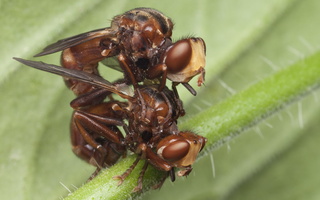 Conopidae · lenktapilvės musės
