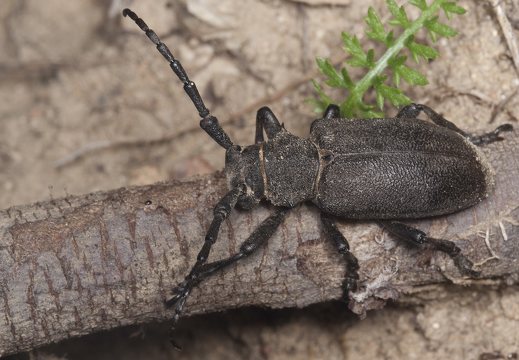 Cerambycidae · ūsuočiai