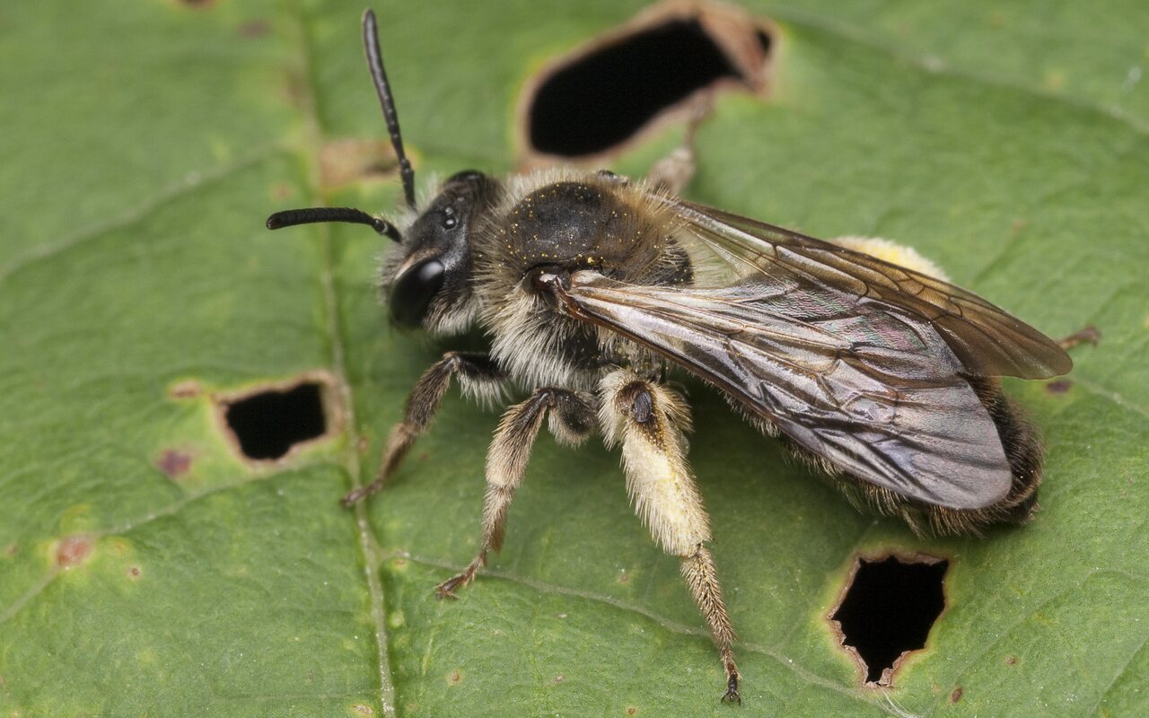 Apidae-1159.jpg