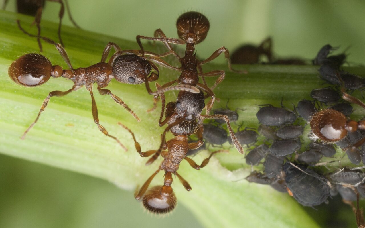 Myrmica rubra · skruzdėlė