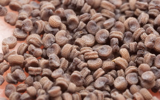 Silene vulgaris seeds · paprastoji naktižiedė, sėklos