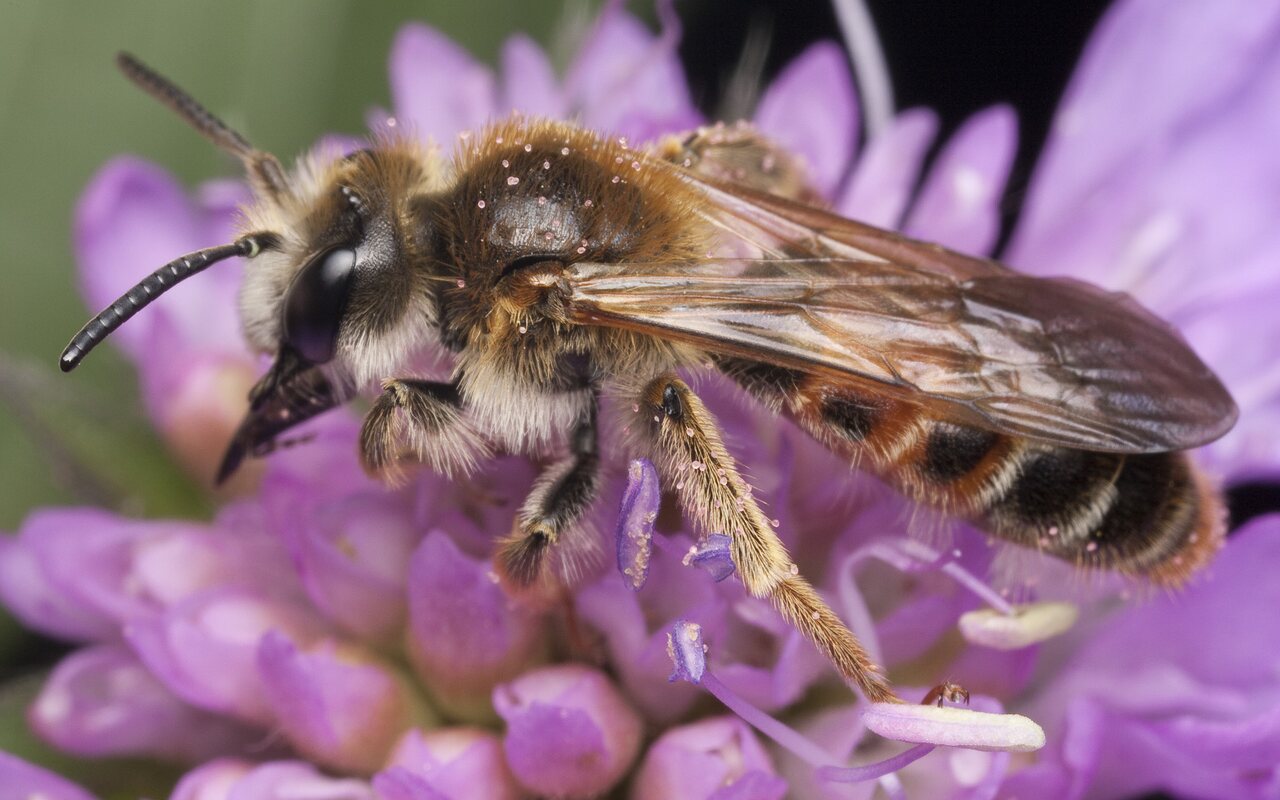 Apidae-1293.jpg