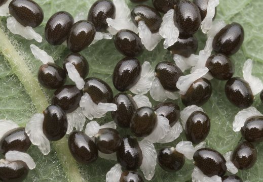 Chelidonium majus, seeds · didžioji ugniažolė, sėklos
