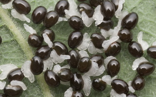 Chelidonium majus, seeds · didžioji ugniažolė, sėklos