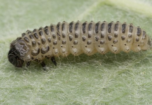 Pyrrhalta viburni larva · putininis aksominukas, lerva