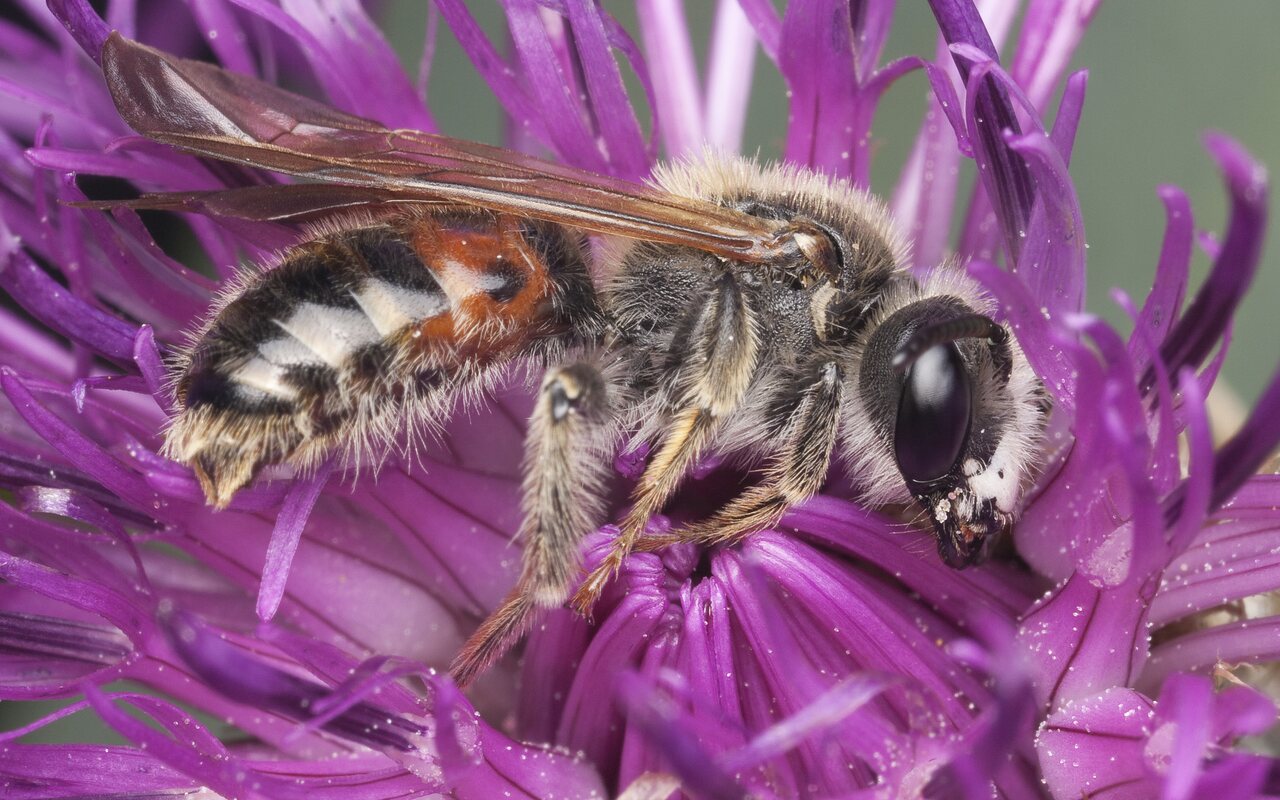 Apidae-1327.jpg
