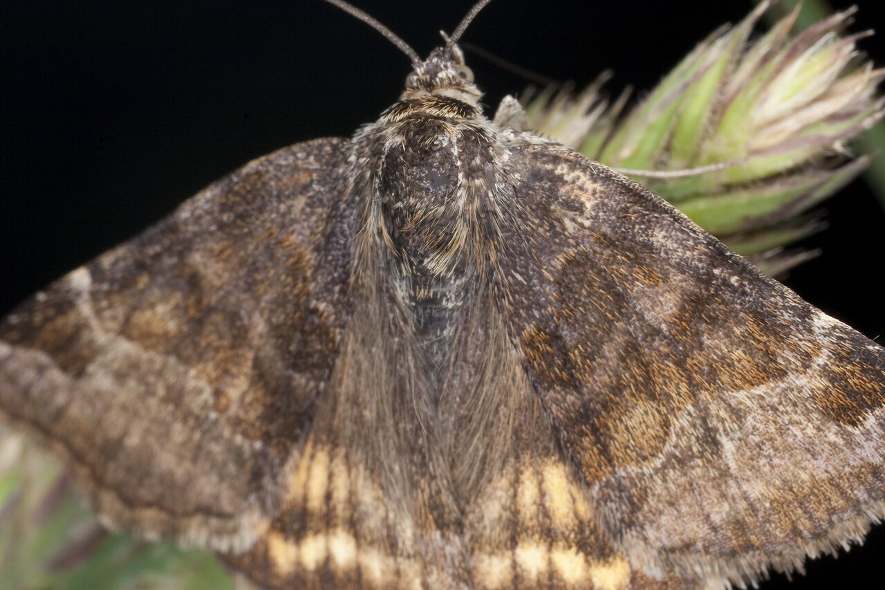 Lepidoptera-1347.jpg