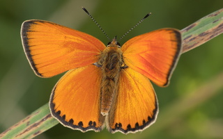 Lycaenidae · melsviai