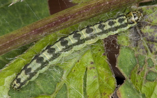 Depressaria chaerophylli caterpillar · builinė deprezarija, vikšras