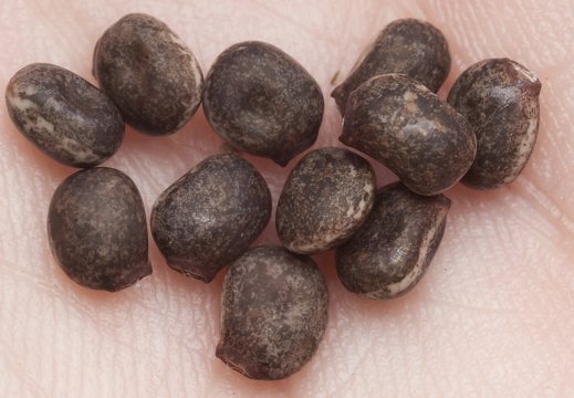 Lupinus polyphyllus, seeds · gausialapis lubinas, sėklos