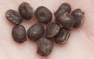 Lupinus polyphyllus, seeds · gausialapis lubinas, sėklos