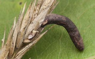Claviceps purpurea · paprastoji skalsė