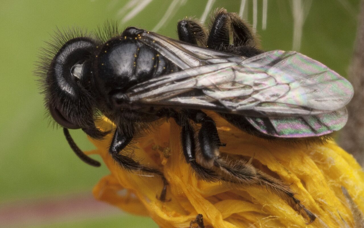 Hymenoptera-1470.jpg