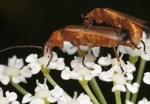 Rhagonycha fulva mating · skėtinis minkštavabalis poruojasi