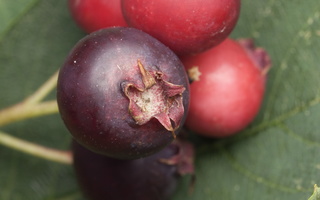 Amelanchier spicata · varpinė medlieva